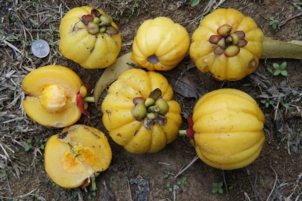 hạt giống quả bứa