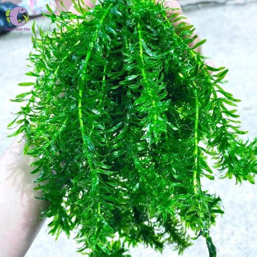 Giống Rong đuôi chó - Ảnh 2