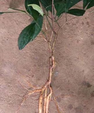 Giống sâm xuyên đá